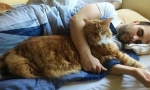 4 Razloga da se mačka omogući da spava s vama u jednom krevetu